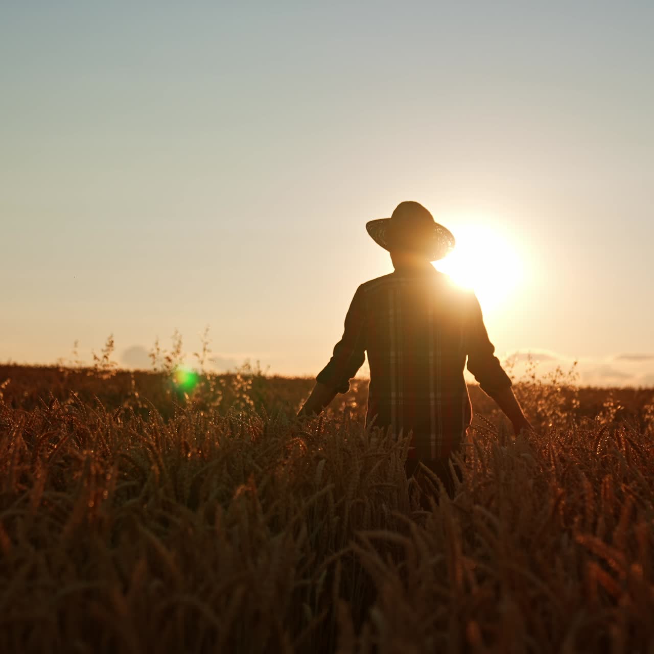 Following the man in hat going through the ears of corn. Rear view of a rancher in wheat field