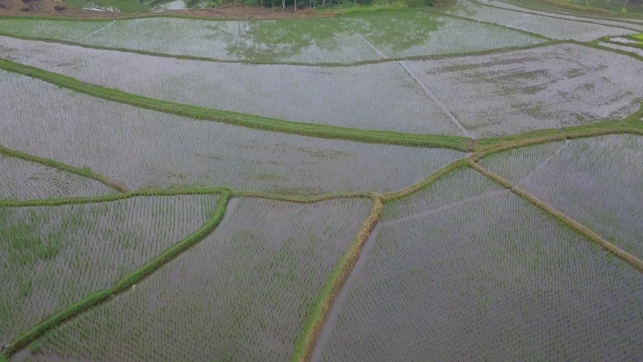 toma de un dron de ojo de pájaro de un hermoso patrón de campo de arroz inundado que sembró con una planta de arroz joven
