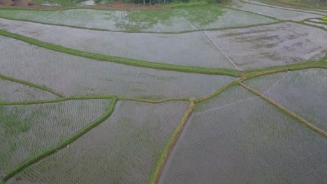 Toma-De-Un-Dron-De-Ojo-De-Pájaro-De-Un-Hermoso-Patrón-De-Campo-De-Arroz-Inundado-Que-Sembró-Con-Una-Planta-De-Arroz-Joven