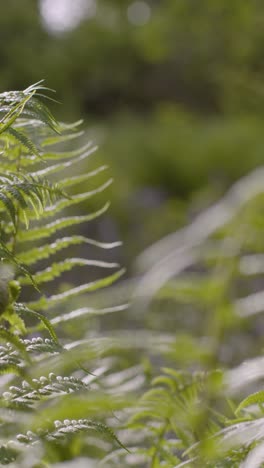 Vertical-Video-Woodland-Close-Up-Ferns-Growing-In-UK-Countryside