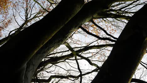 looking up at autumn golden leafy woodland treetop canopy dolly left