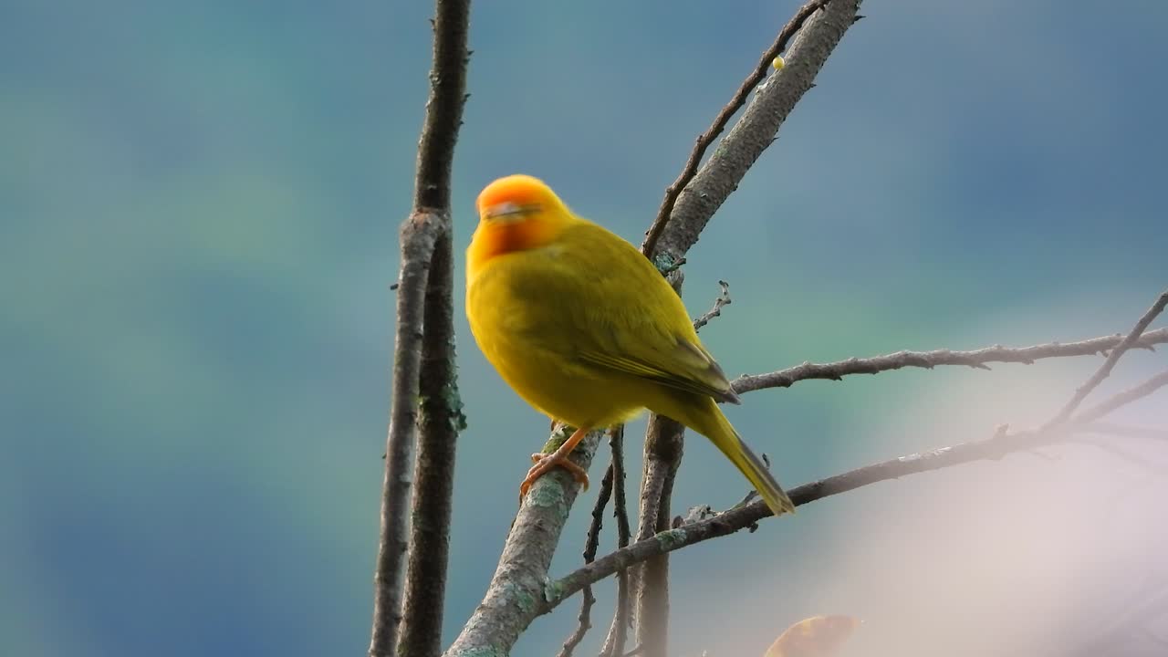 사프란 핀치 (sicalis flaveola)