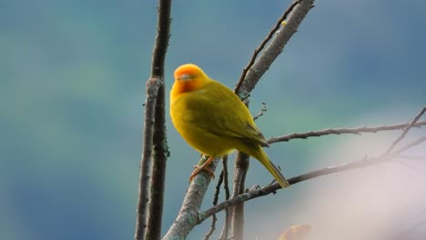 male saffron finch of the species sicalis flaveola