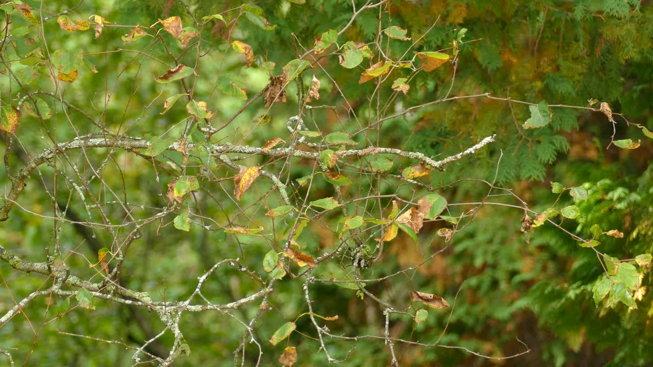 프레임 밖으로 날아 가기 전에 나무 가지에 앉아있는 아름다운 작은 노란색과 녹색 새
