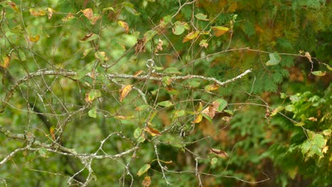 beautiful little yellow and green bird sitting on the branch of a tree before flying out of frame