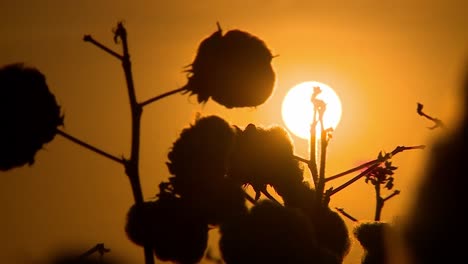 primer plano del campo de algodón con puesta de sol naranja en el horizonte