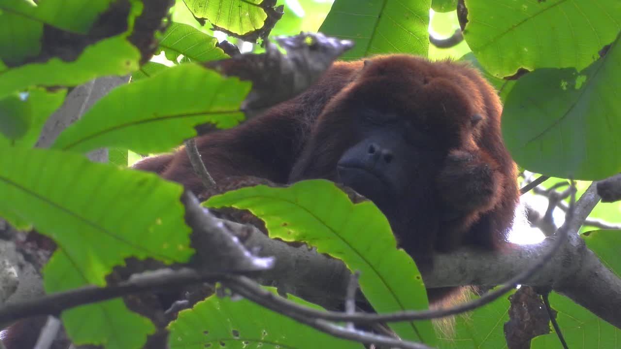 Tired howler monkey napping in Colombia forest canopy under fresh green foliage