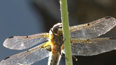 insectos voladores odonata mirando a su alrededor y reaccionando a su entorno