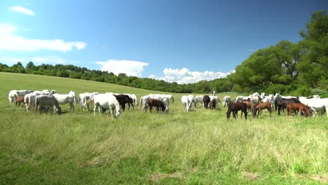 lipizzan 馬匹在綠色草原上放牧