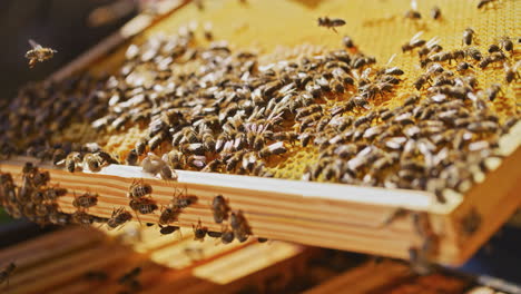 Blick-Auf-Bienen-Bei-Der-Arbeit-An-Honigwaben