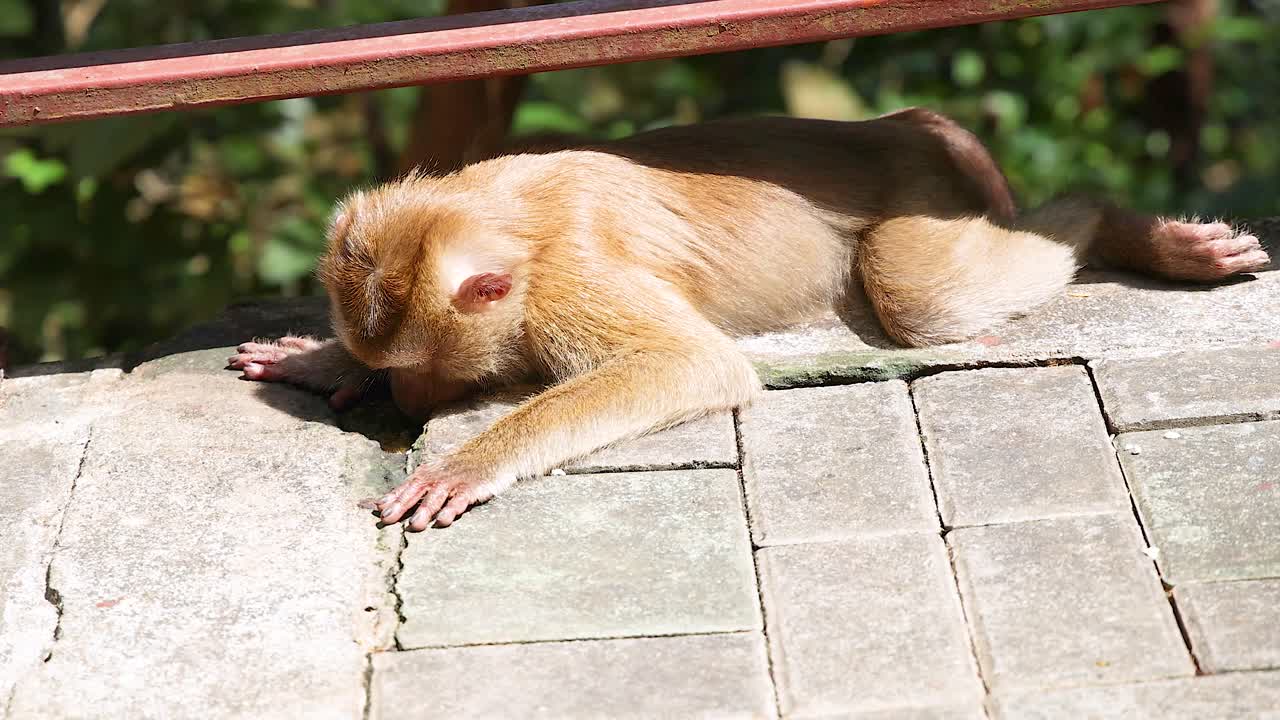푸켓의 카오랑 뷰포인트 (khao rang viewpoint) 에 있는 돌판 위에 앉아 있는 원이가 밝은 빛 아래 조용한 행동을 보이고 있다.