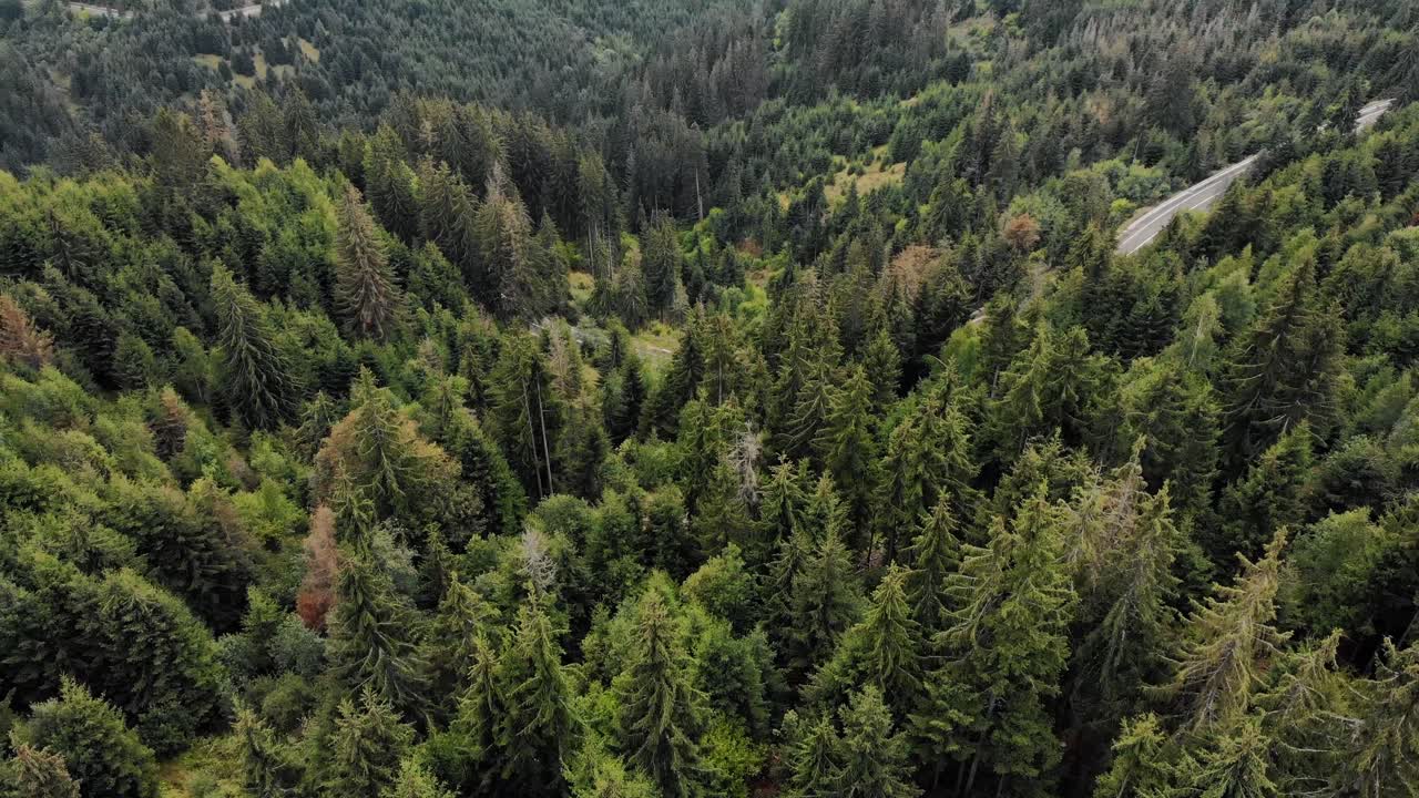 Vista aerea di una strada tra gli alberi nella foresta - ripresa con drone