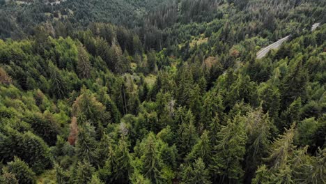 aerial view of road amidst trees in forest - drone shot