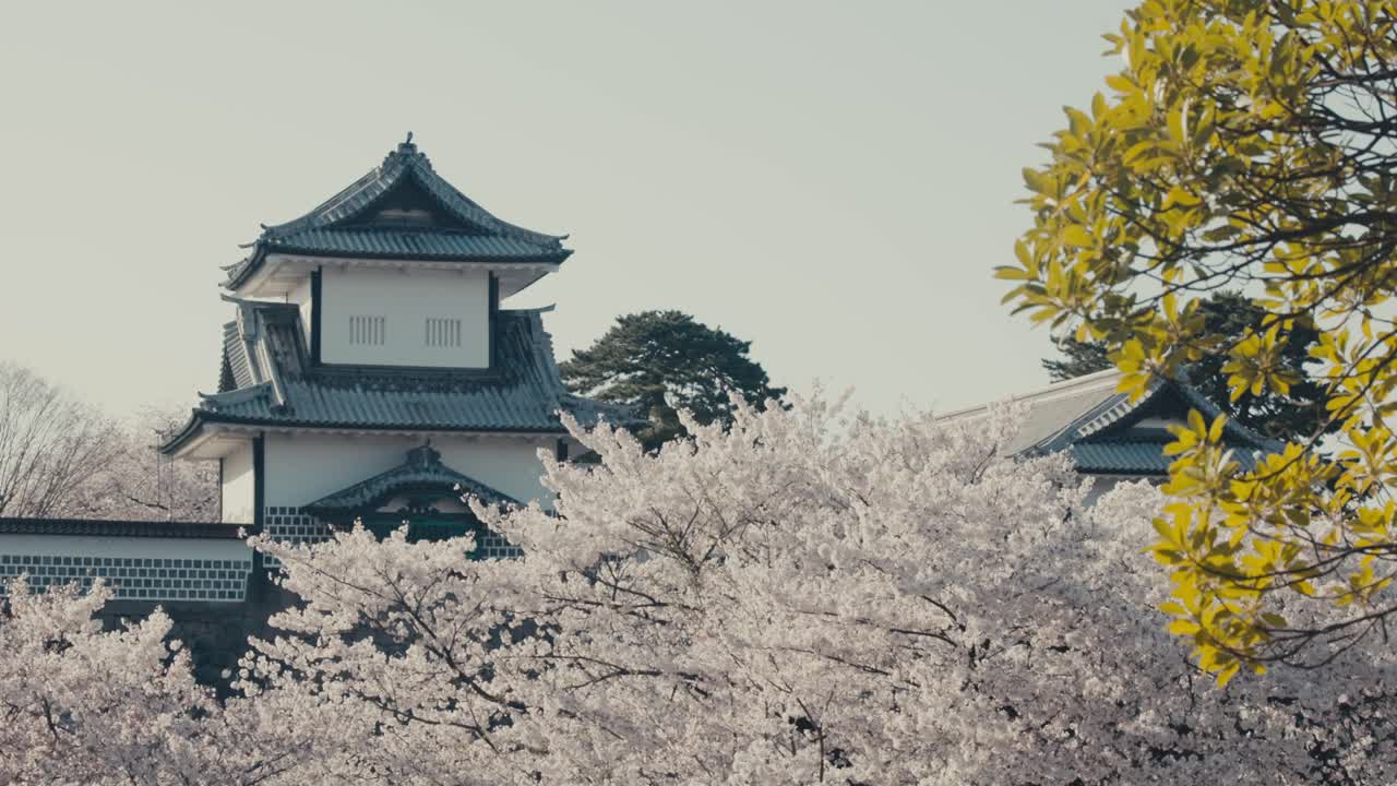 árbol de sakura, flores de cerezo con vista al castillo en kanazawa, japón - toma de bajo ángulo