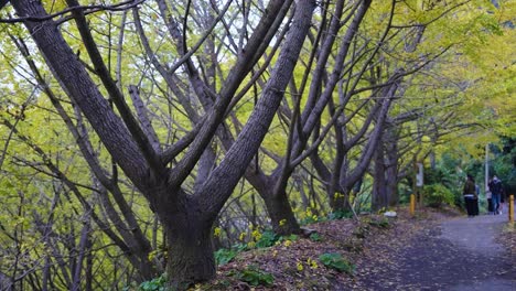 Gente-Caminando-Por-La-Arboleda-De-Ginkgo-En-Tarumizu,-Japón