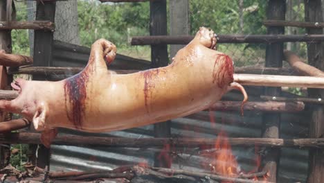 a slider shot of a pig roasting on a spit over a fire