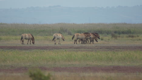 Przewalski-Pferde-Wandern-Durch-Die-Ebene.