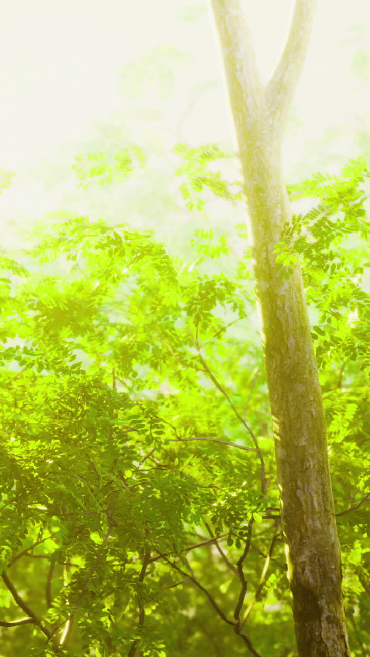 Light filters through vibrant green leaves in a tranquil forest setting