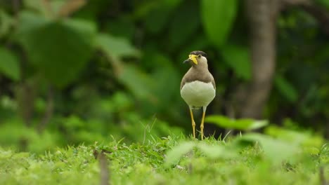 masked lapwing uhd mp4 4k