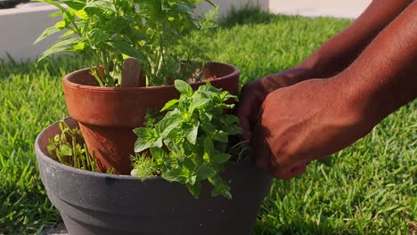 pruning fresh mint out of the pot