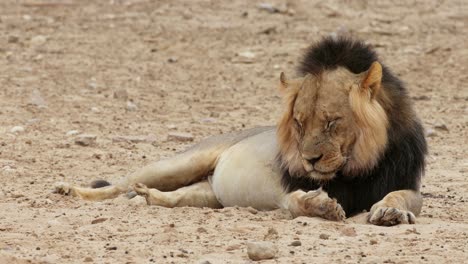 a big male african lion resting with mane blowing in the wind, kalahari desert, south africa