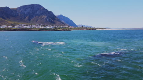 mating aggregation of southern right whales in coastal waters of hermanus, drone