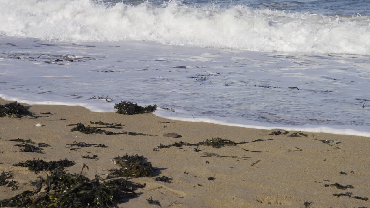 Un campo lungo di onde di schiuma bianca che si infrangono su una riva sabbiosa coperta di alghe scure, perfetto per contenuti sulla natura e sui viaggi