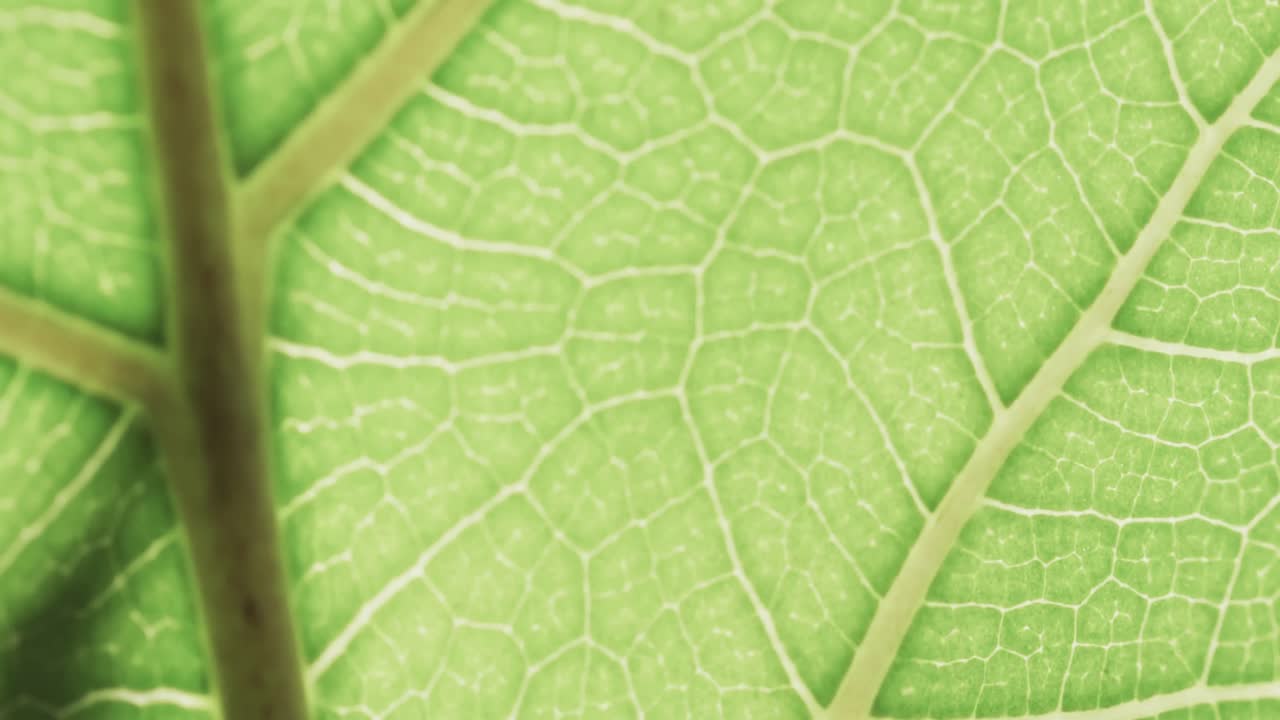 micro vídeo de primer plano de la hoja verde con espacio de copia