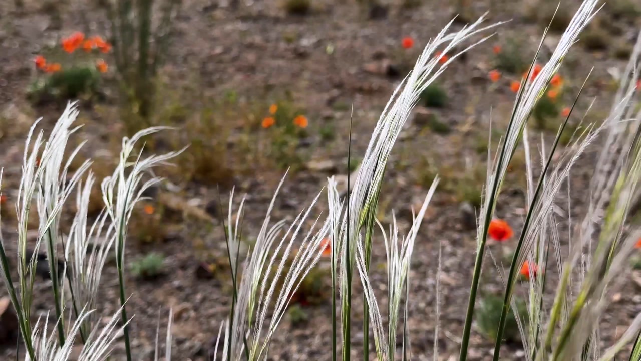 silver shimmering silky feathergrass stipa and wild floral plant in desert landscape nature natural Iran Tehran Middle East Asia mountain field meadow steppe panoramic sky view spring seasonal species