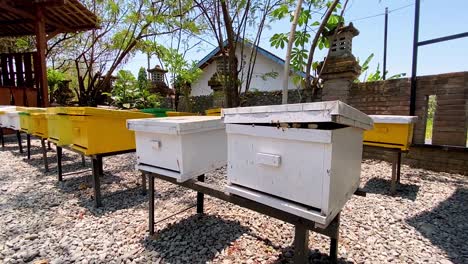 Viele-Bienenstöcke-An-Einem-Sonnigen-Tag-In-Indonesien,-Bewegungsansicht