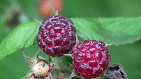 Algunas-Frambuesas-Rojas-Brillantes-En-La-Planta-Al-Aire-Libre