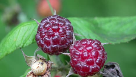 algunas frambuesas rojas brillantes en la planta al aire libre