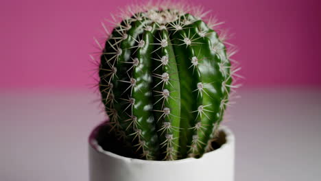close-up of a small cactus in a white pot with pink background