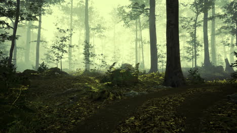 misty morning in a serene forest where dappled light bathes the path