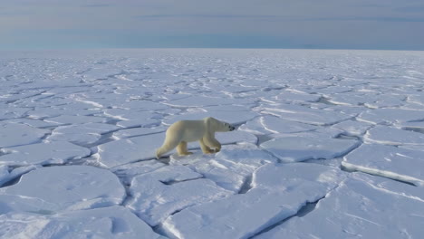 oso polar en las capas de hielo ártico