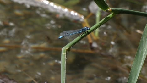 close up shot of beautiful dragonfly resting on plant and flying away,slow motion