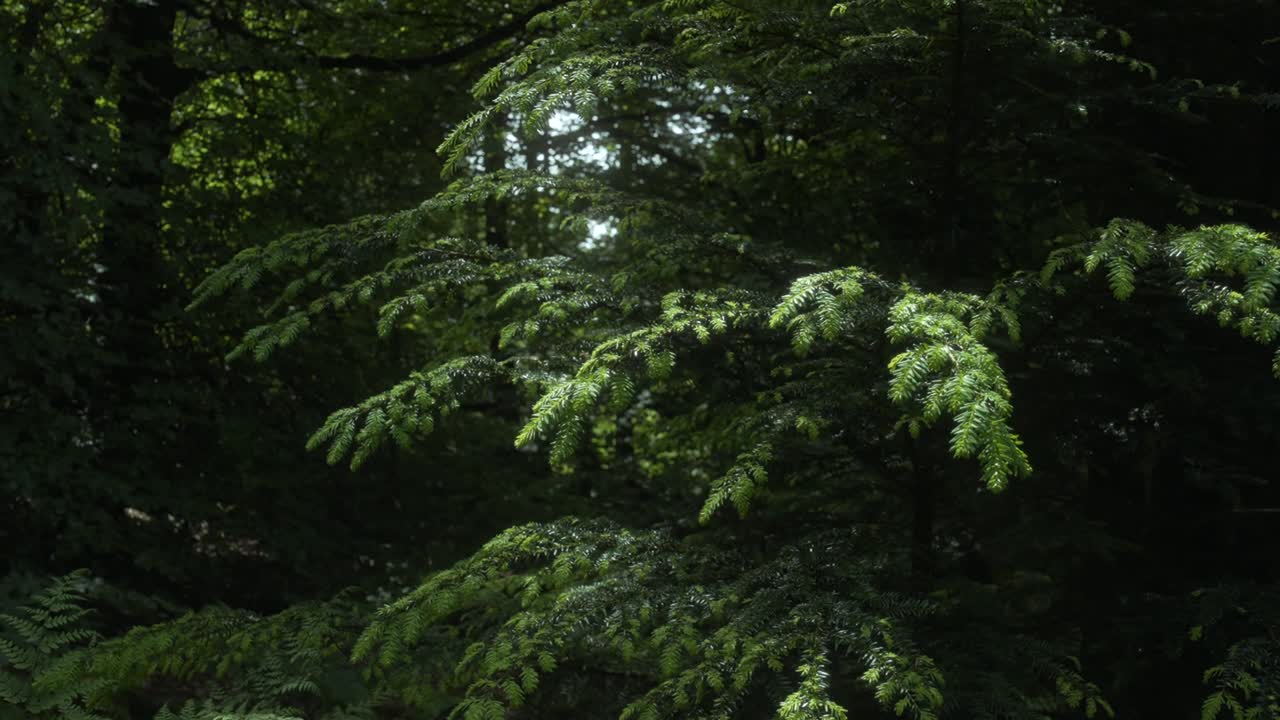 Pine Tree Glows Under Sunlight In Forest 4K Shot on the Sony a7siii + Ronin RS 3