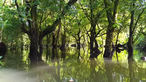 a la deriva a través del ecosistema de manglares con la luz del sol filtrándose a través de los árboles hacia aguas tranquilas y plácidas en la isla tropical de pohnpei, estados federados de micronesia