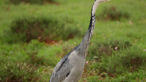 toma en cámara lenta de una elegante garza de cabeza negra acechando a través de los deliciosos humedales de áfrica