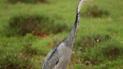 slow-motion shot of an elegant black-headed heron stalking through africa's luscious wetlands