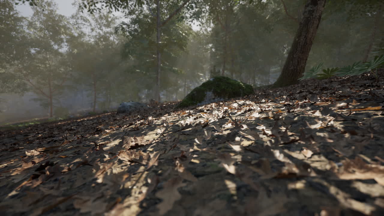 Sunlight filtering through trees illuminating a forest floor with leaves