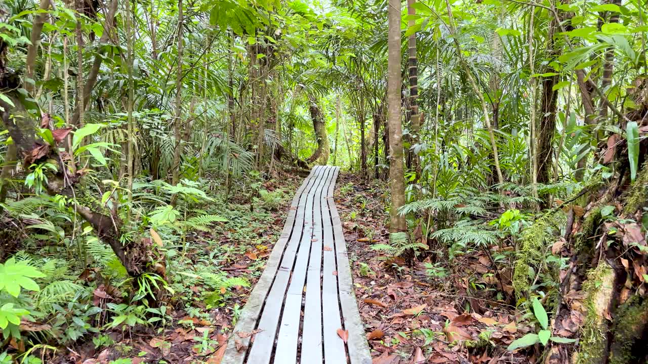 A steady camera moves forward along a wooden boardwalk through dense green tropical jungle vegetation