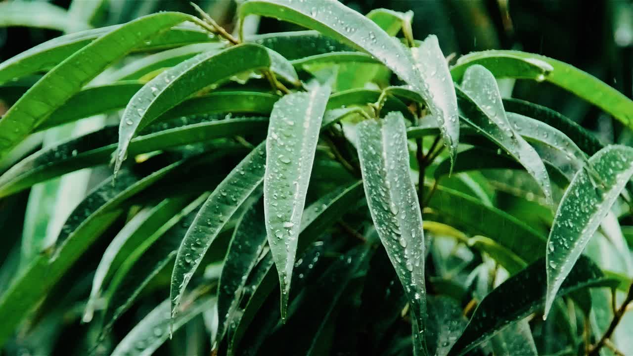 gotas de lluvia cayendo y golpeando hojas en la planta durante el día nublado en cámara lenta