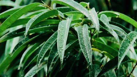 Raindrops-falling-and-hitting-leaves-on-plant-during-cloudy-day-in-slowmotion