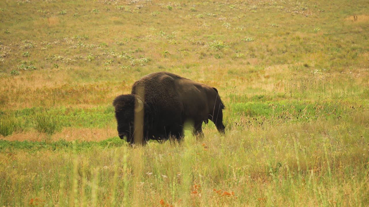 un bisonte pastando en las praderas de la cordillera nacional de bisontes en montana
