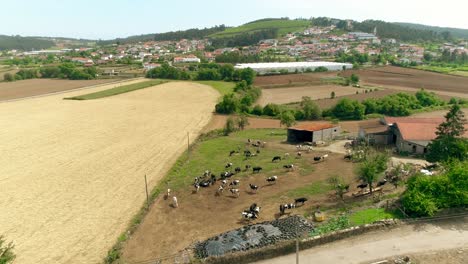 Vista-Aérea-De-La-Granja-De-Vacas.-Paisaje-Rural