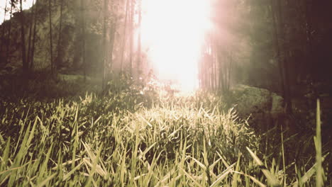 misty forest sunrise through grass