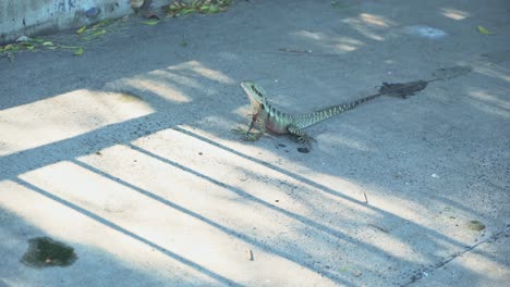 Lagarto-Goanna-En-Australia-En-Un-Puente-Se-Escapa-De-La-Cámara-Asustado-Y-Tímido