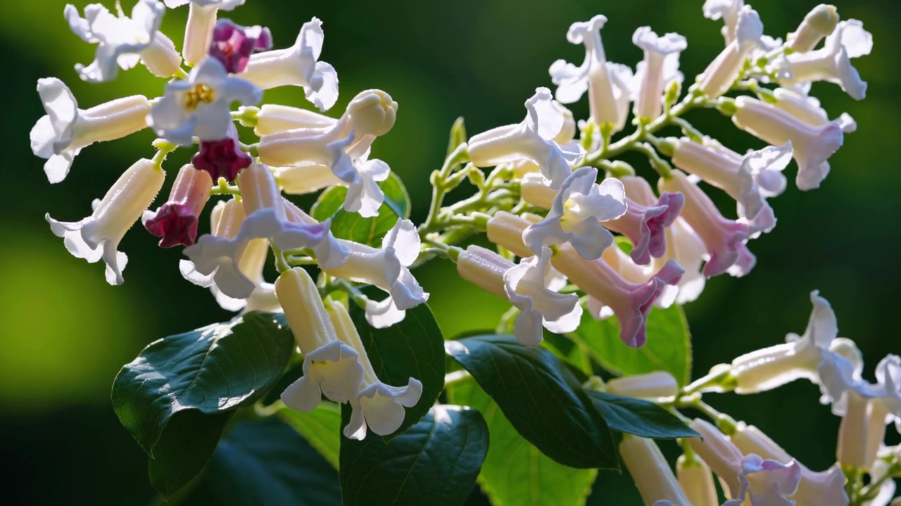 Nærbilde av delikate hvite og lilla blomster som blomstrer i sollys