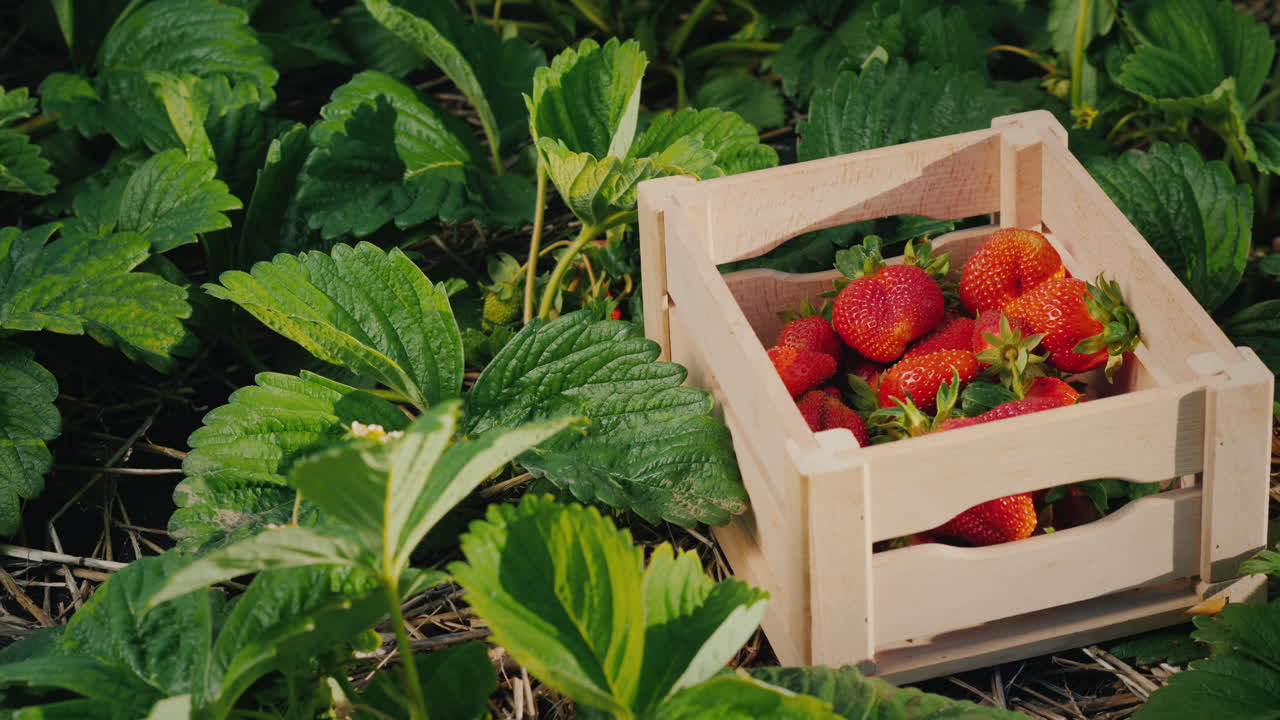 농부는 조심스럽게 딸기 열매를 잘라 상자에 넣습니다.